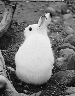 上野のれん会 雑誌うえの1月号より 上野動物園 卯年にちなんで 小宮輝之