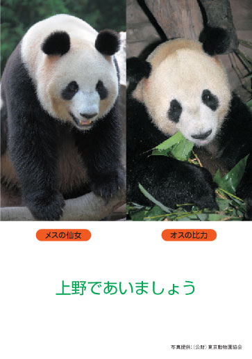 いよいよパンダがやって来る
