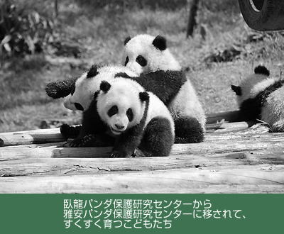 臥龍パンダ保護研究センターから雅安パンダ保護研究センターに移されて、すくすく育つこどもたち