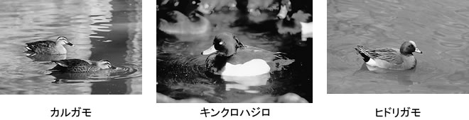 �s�E�r�ɔ򗈂���J������