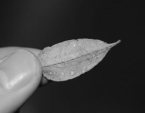 自切した尾