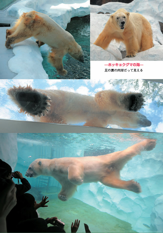 �z�b�L���N�O�}�ƃA�U���V�̊C